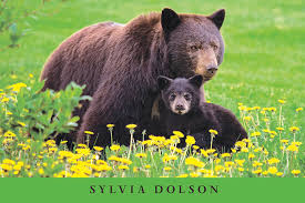 The Untold Story of Whistler Village’s School and the Bear-filled Landscape