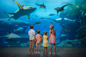 Exploring Marine Safari Bali: A Unique Destination Tailored for Indian Tourists and Family Adventures