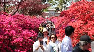 How South Jeolla’s Half-Price Travel Programs Are Making Tourism More Accessible