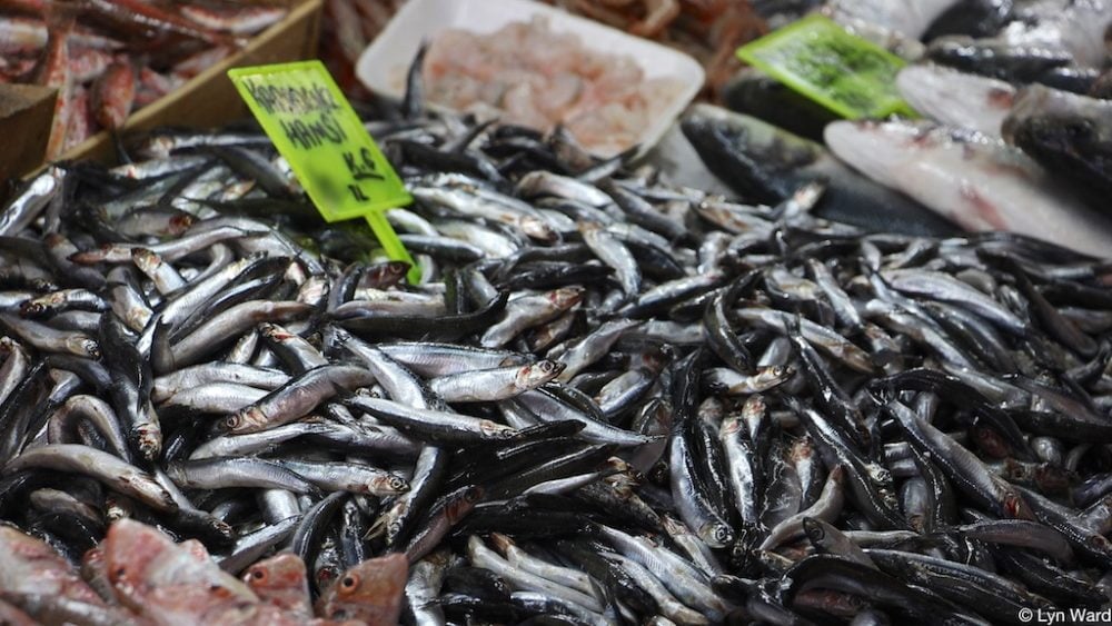 Exploring Hamsi: Turkey’s Cherished Anchovy from the Black Sea to Your Table