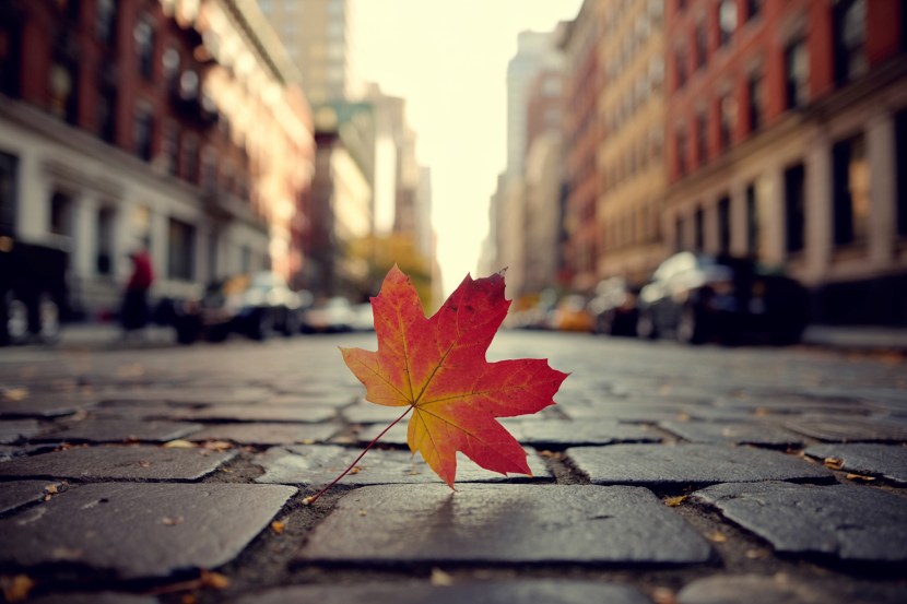 Enjoy Autumn in New York City: Hotels and Seasonal Delights