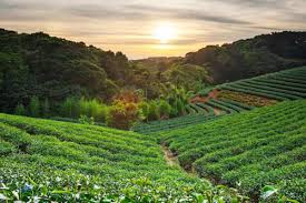 Exploring Asia’s Favourite Countryside Destinations: From Munnar’s Misty Hills to Malaysia’s Cameron Highlands