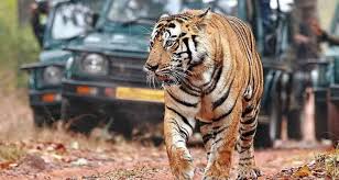 Jharkhand Prepares to Launch Its First Tiger Safari Near Betla National Park