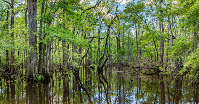 Unveiling Five Underrated South Carolina Spots That Locals Prefer to Keep Quiet Unveiling Five Underrated South Carolina Spots That Locals Prefer to Keep Quiet