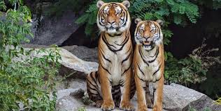 Exploring Kamlang Tiger Reserve: New Nature Trail and Angling Spot to Boost Arunachal’s Eco-Tourism