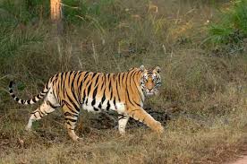 Pugdundee Safaris Launches Exclusive Walking and Mobile Safari in Satpura Tiger Reserve