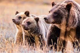 How Grizzly Bear Mortality Influences Tourism Revenue in Yellowstone National Park