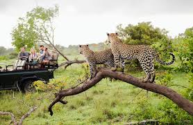 How to Travel Responsibly in South Africa’s Holiday Season and Protect Wildlife
