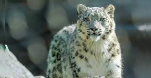 Exploring Uttarakhand’s Snow Leopard Tour: A Fresh Approach to Winter Tourism and Adventure