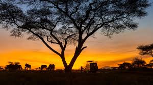 Discover Lucknow’s Kukrail Night Safari and Wildlife Sanctuaries: A New Frontier in Ecotourism