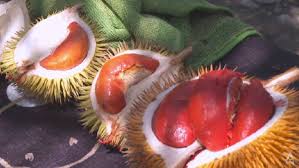 Exploring Sabah’s Red Durians: A New Frontier in Flavor and Tourism Appeal