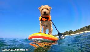 How the Pawprint Economy is Emerging as a Major Influence on Pet-Friendly Travel and Tourism