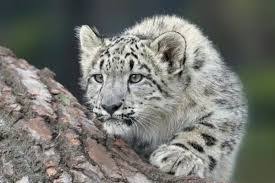 Exploring Uttarakhand’s Upcoming Snow Leopard Tour and Its Potential Impact on Winter Travel