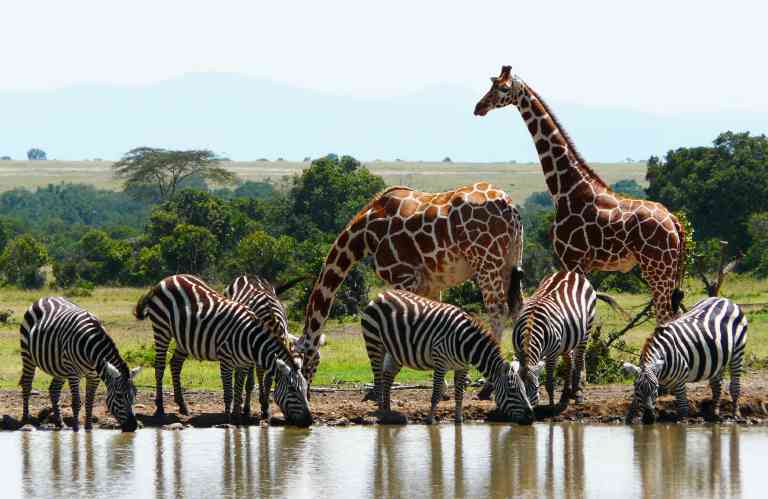 Kenya’s Escalating Public Sector Travel Costs and Their Ripple Effects on Tourism