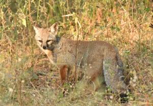 Unveiling Madhya Pradesh’s Kuno Forest Retreat: Where Luxury Meets Wildlife and Wellness