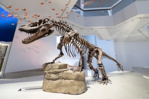 Unveiling Abu Dhabi’s Natural History Museum: A Journey Through Time and Ecosystems