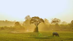 Kaziranga Elevated Corridor to Protect Wildlife and Improve NH-37 Connectivity