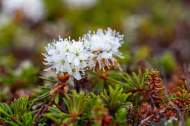 Greenland's Hidden Tundra Flora: A Close-Up Guide for Travellers