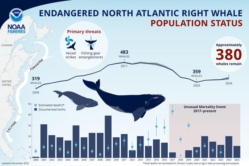 Right whale protections, vessel requirements and what sailors should do in SMA waters