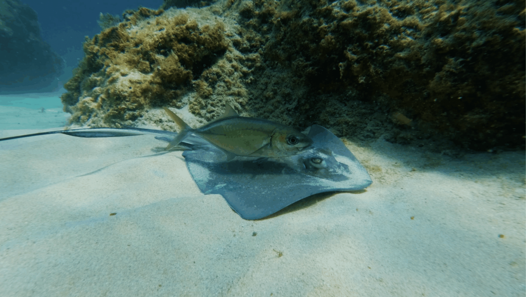 Sailing Quietly Through the British Virgin Islands’ Ray Sanctuary