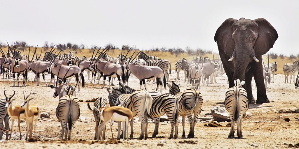 Namibiab yakiti sagara gumma laafa keessaa seenuu fi kaffaltii eegumsa — dhiibbaa gatii safarii fi turizimii itti fufiinsa qaburratti
