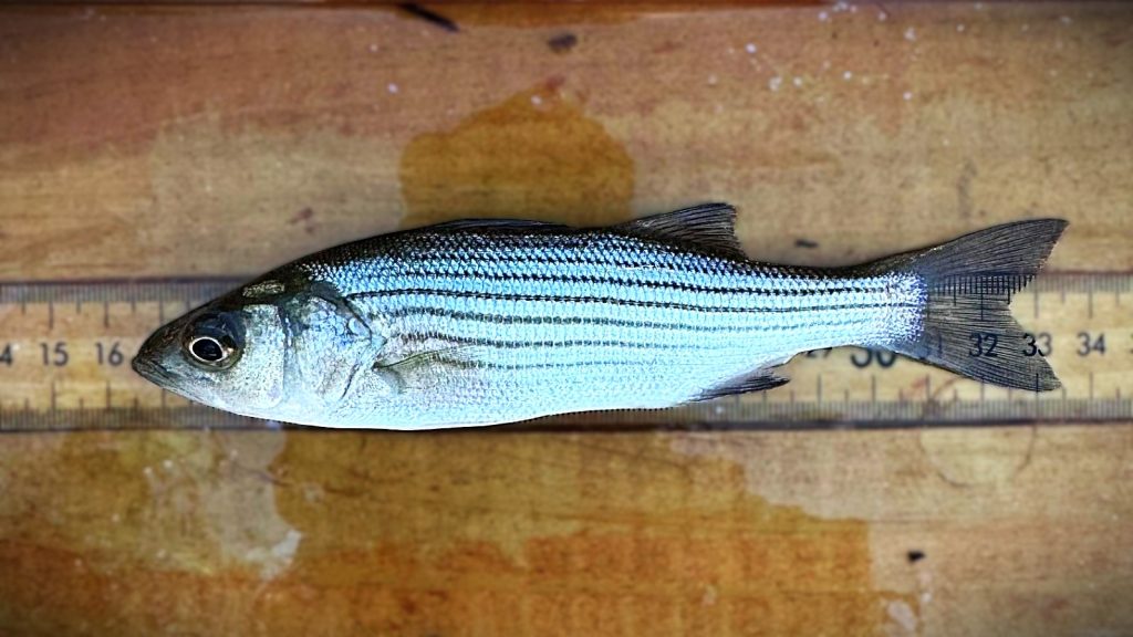 Hudson River Striped Bass Spawn Shortfall and Its Impact on Anglers, Charters and Coastal Tourism