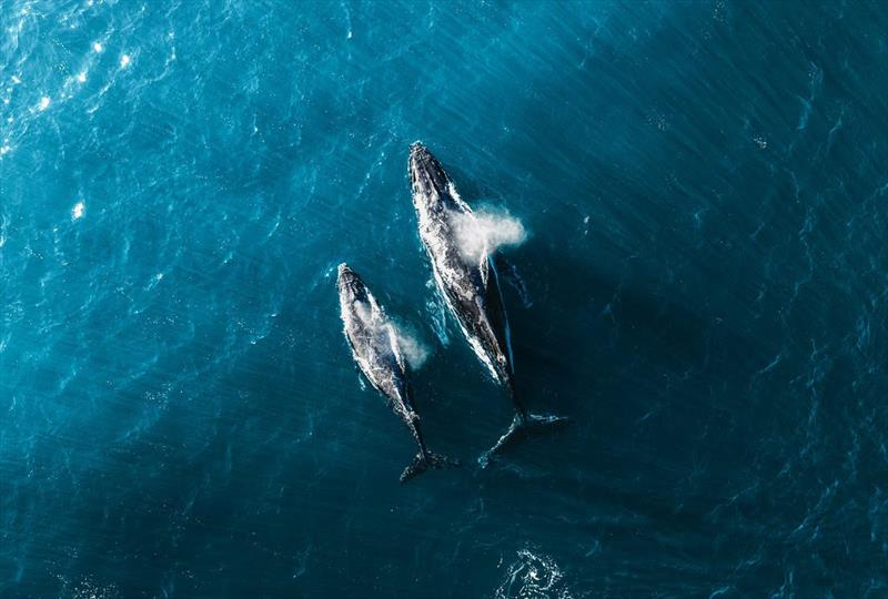 World Sailing és az MMAG új mércéket állított fel a tengeri megafauna hajócsapásainak csökkentésére