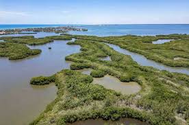 How coordinated mangrove plantings and clam seeding rebuilt shorelines and water quality around the Indian River Lagoon